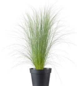 Federgras (Stipa tenuissima 'Pony Tails') D 17 H 35 cm