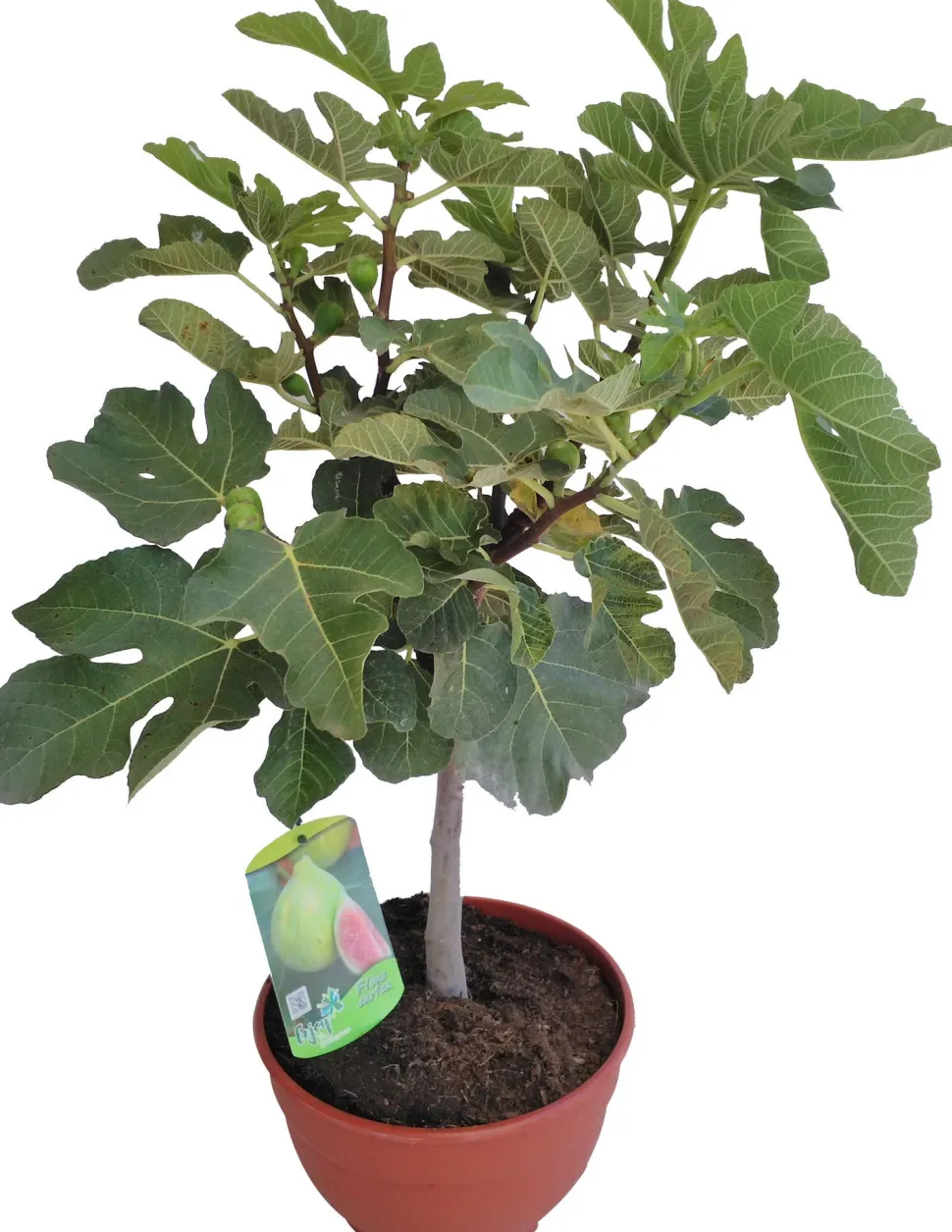 Feige (Ficus carica) D 25 H 60 cm