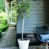 Feige (Ficus carica) D 28 H 130 cm