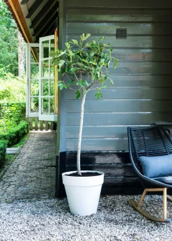 Feige (Ficus carica) D 28 H 130 cm