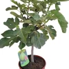 Feige (Ficus carica) D 25 H 70 cm