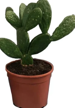 Feigenkaktus (Opuntia mycrodasys) D 17 H 30 cm