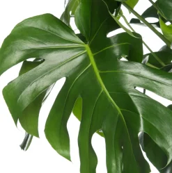 Fensterblatt (Monstera deliciosa) D 17 cm H 60 cm
