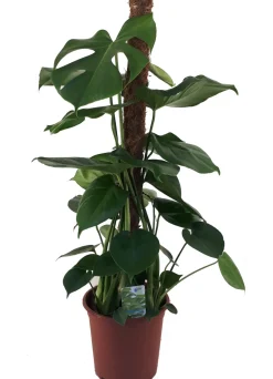 Fensterblatt (Monstera deliciosa) D 19 H 80 cm