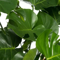 Fensterblatt (Monstera deliciosa) D 35 H 85 cm