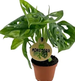 Fensterblatt (Monstera obliqua) D 6 H 20 cm