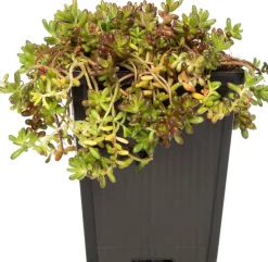Fetthenne (Sedum album) D 9 H 5 cm