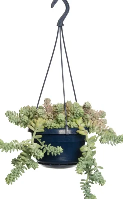 Fetthenne (Sedum 'Burrito') D 14 H 30 cm