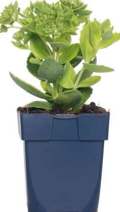 Fetthenne (Sedum hybrida 'Herbstfreude') D 11 H 10 cm