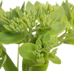 Fetthenne (Sedum hybrida 'Herbstfreude') D 11 H 10 cm