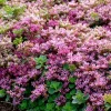 Fetthenne (Sedum spurium 'Splendens') D 9 H 5 cm