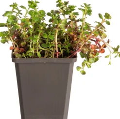 Fetthenne (Sedum spurium 'Splendens') D 9 H 5 cm