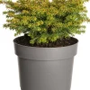 Fichte (Picea abies 'Little Gem') D 17 H 15 cm