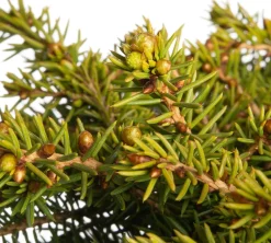 Fichte (Picea abies 'Little Gem') D 17 H 15 cm