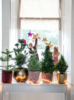 Fichte (Picea glauca 'Perfecta') D 15 H 40 cm