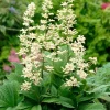 Fiederblättriges Schaublatt (Rodgersia pinnata)