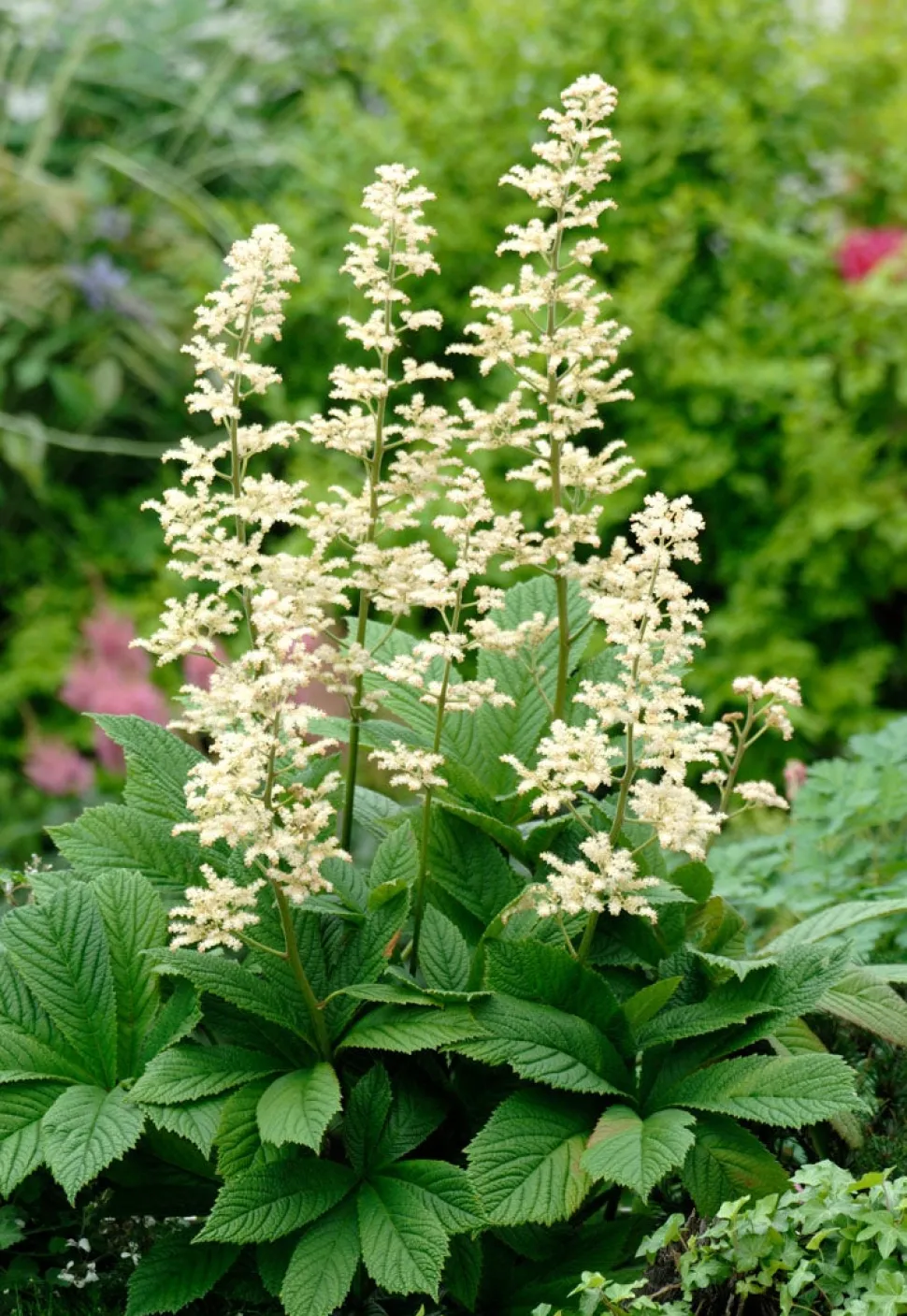 Fiederblättriges Schaublatt (Rodgersia pinnata)