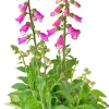 Fingerhut (Digitalis purpurea 'Pink Panther') D 19 H 60 cm