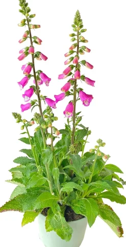 Fingerhut (Digitalis purpurea 'Pink Panther') D 19 H 60 cm