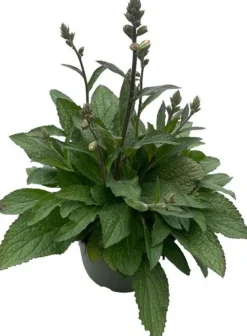 Fingerhut (Digitalis purpurea 'Pink Panther') D 19 H 60 cm