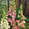 Fingerhut (Digitalis purpurea 'Gloxiniiflora')