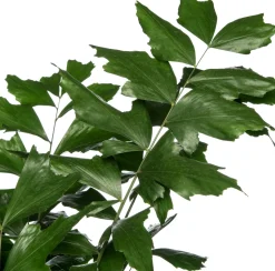 Fischschwanzpalme (Caryota mitis) D 24 H 130 cm