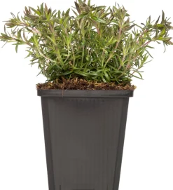 Flammenblume (Phlox atropurpurea) D 9 H 5 cm