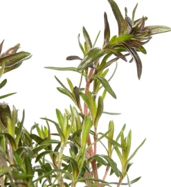 Flammenblume (Phlox atropurpurea) D 9 H 5 cm