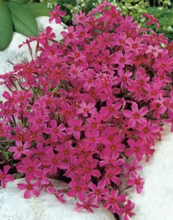 Flammenblume (Phlox atropurpurea) D 9 H 5 cm