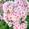 Flammenblume (Phlox paniculata 'Bright Eyes')