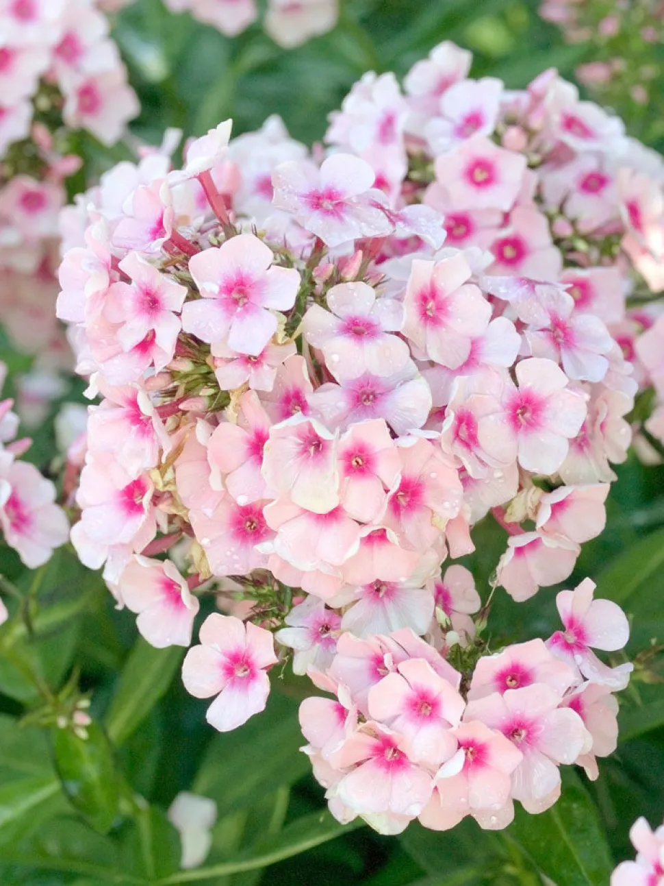 Flammenblume (Phlox paniculata 'Bright Eyes')