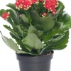 Flammendes Käthchen (Kalanchoe blossfeldiana 'Serenity') D 10,5 H 20 cm