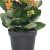 Flammendes Käthchen (Kalanchoe blossfeldiana) D 10,5 cm H 22 cm