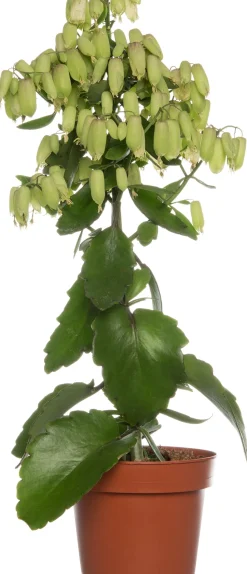 Flammendes Käthchen (Kalanchoe blossfeldiana 'Magic Bells')