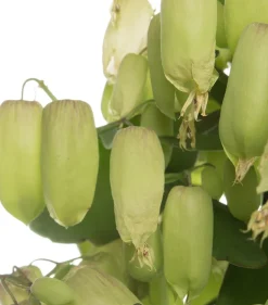 Flammendes Käthchen (Kalanchoe blossfeldiana 'Magic Bells')