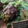 Florex Bio Artischocke (Cynara scolymus) Samen