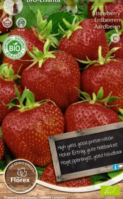 Florex Bio Erdbeere (Fragaria 'Elsantha') Samen 2 St.