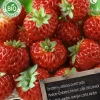 Florex Bio Himbeer-Erdbeere (Fragaria 'Framberry') Samen 2 St.