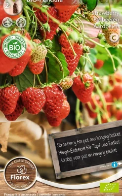 Florex Bio Hänge-Erdbeere (Fragaria 'Pendula') Samen 2 St.