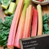 Florex Bio Rhabarber (Rheum 'Pink Green') Samen