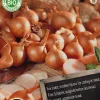 Florex Bio Schalotten (Allium 'Red Sun') Samen 125 g
