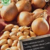 Florex Bio Steckzwiebeln (Allium 'Sturon') Samen 50 St.