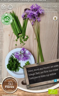 Florex Bio Zimmerknoblauch (Tulbaghia violacea) Samen