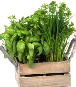 Florex Kräutersamen Box mit 4 Küchenkräutern 18 x 19,5 x 9 cm