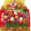 Florex Tulpe (Tulipa 'Triumph') Blumenzwiebeln gemischt 50 St.