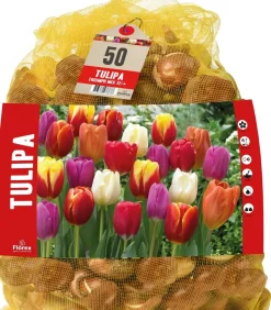 Florex Tulpe (Tulipa 'Triumph') Blumenzwiebeln gemischt 50 St.