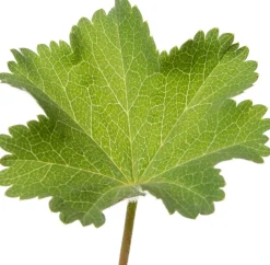 Frauenmantel (Alchemilla mollis) D 9 H 15 cm 6 Pflanzen