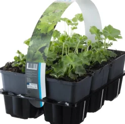 Frauenmantel (Alchemilla mollis) D 9 H 15 cm 6 Pflanzen