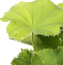 Frauenmantel (Alchemilla mollis) D 11 H 10 cm