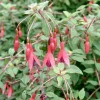 Fuchsie (Fuchsia magellanica 'Riccartonii')